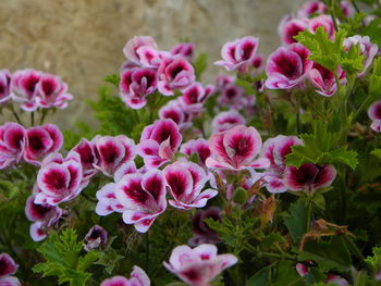 Close-up of pink flowering plants