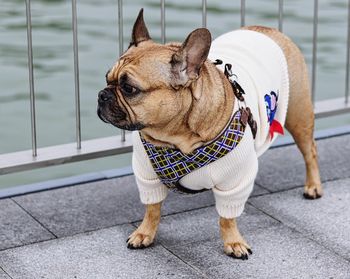 Dog looking away while standing on footpath