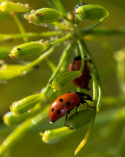 Close-up of ladybug on leaf