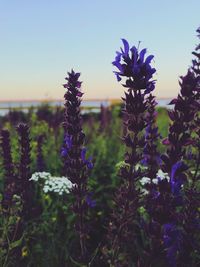 Close-up of purple flowering plants on field against sky