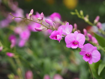 Close-up of pink flowering plant