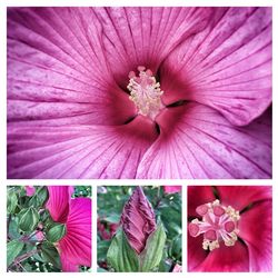 Close-up of pink flower