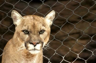 Close-up of a cat in zoo