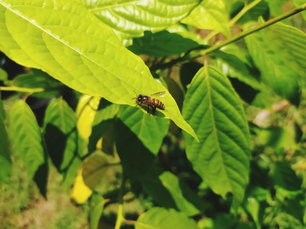 CLOSE-UP OF HONEY BEE ON LEAF