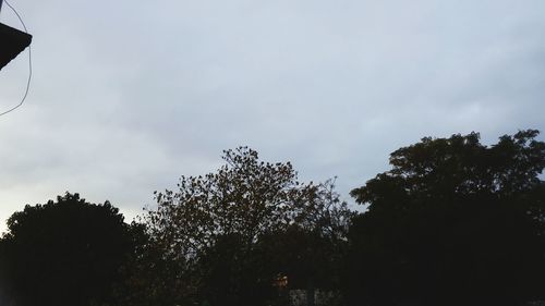 Low angle view of trees against sky