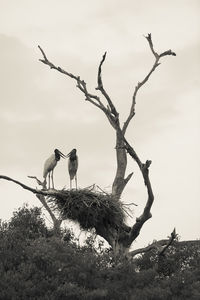 Low angle view of bird perching on tree against sky