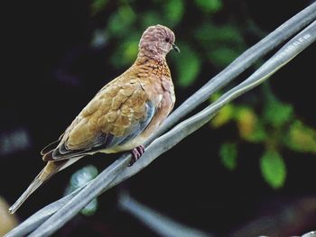 Close-up of bird perching on branch