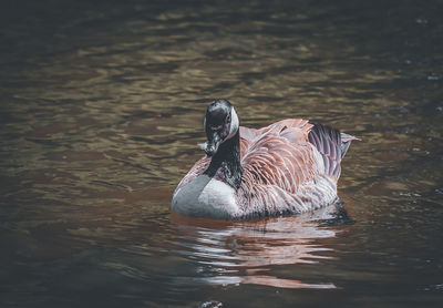 View of duck swimming in lake