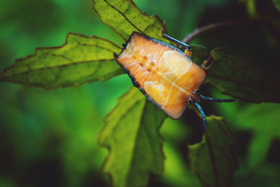 Close-up of insect on plant