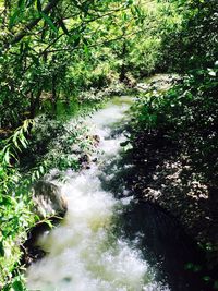 River amidst trees in forest