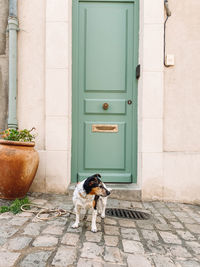 Dog sitting against wall