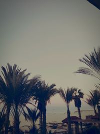 Silhouette palm trees on beach against sky