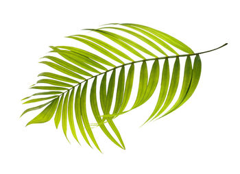 Close-up of palm leaves against white background