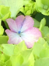 Close-up of pink flowers