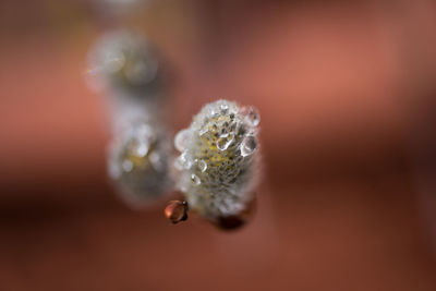 Close-up of flowers against blurred background