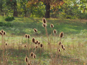 Plants growing on field