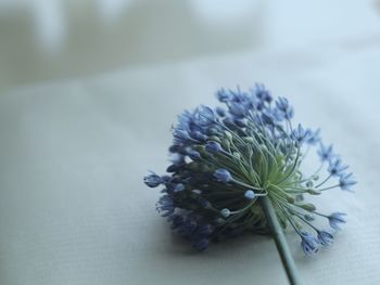 Close-up of purple flowering plant on table