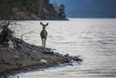 Deer alongside lake mcdonald