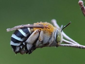 Close-up of a bird perching on flower