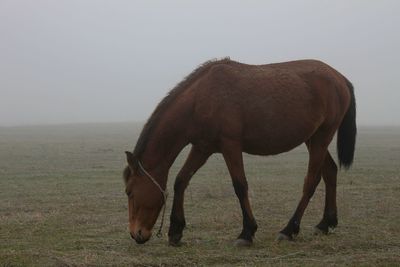 Horse grazing in a field