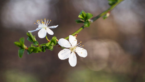 Close-up of white flowers blooming outdoors