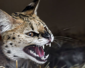 Close-up of serval