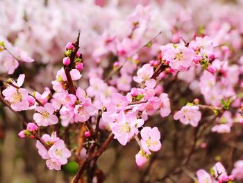 Close-up of pink cherry blossoms in spring