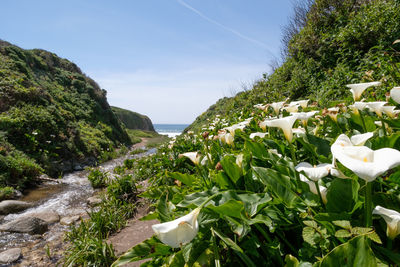Plants by sea against sky