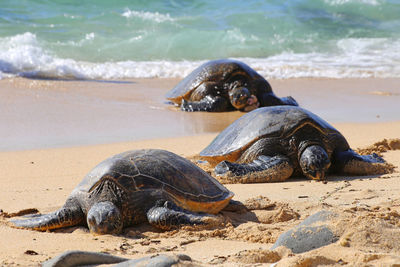 Close-up of turtles at beach