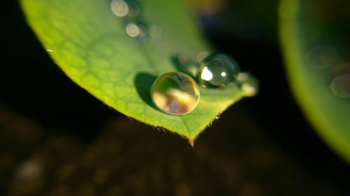 Close-up of water drop on leaf