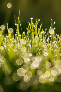 Close-up of water drops on grass