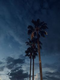 Low angle view of palm trees against sky