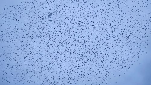 flock
