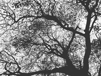 Low angle view of bare trees against sky