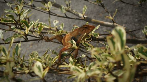 Close-up of lizard on plant