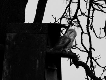Low angle view of monkey on tree against sky