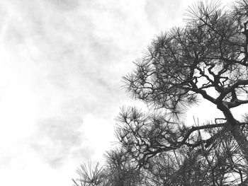 Low angle view of tree against sky