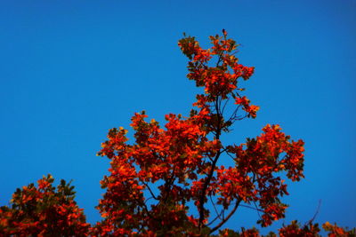 Low angle view of autumn tree against clear blue sky