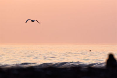 Seagull flying over sea against sky