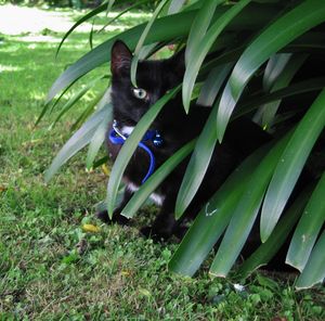 Cat relaxing on grassy field