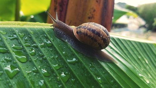 Close-up of snail on wet leaf