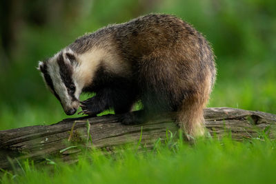 Close-up of an animal on wood