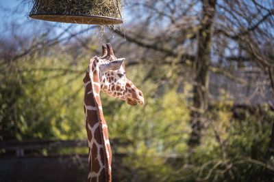 View of an animal on rock