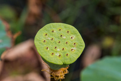 Close-up of lotus water lily