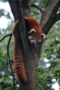 Close-up of red panda in tree