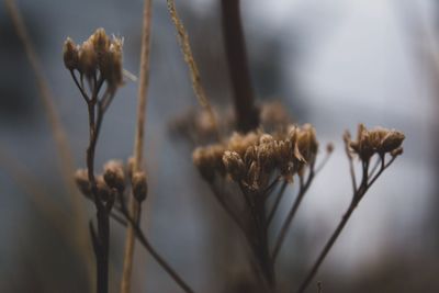 Close-up of flowers