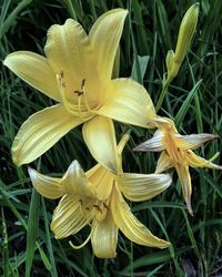 Close-up of yellow flower