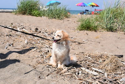 Chihuahua dog on the beach enjoying walk