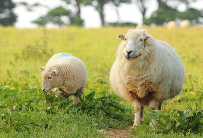 Sheep on field
