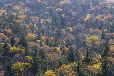 High angle view of pine trees in forest during autumn